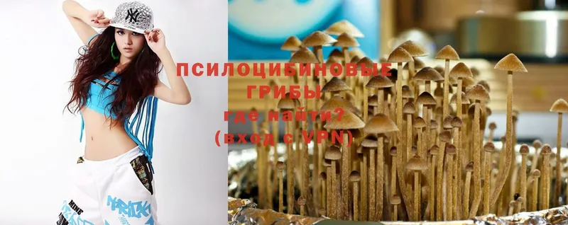 купить   Терек  Псилоцибиновые грибы Magic Shrooms 